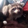 racooninthevillage
