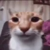 Кругляшики