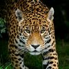 jaguaryou27