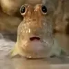 rawr._.332