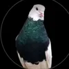 abdullah49973
