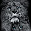 animals.animals59