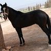 brahim.medyoni
