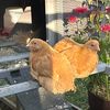 backyarddinos