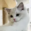 ぷぅやんち猫