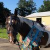 ponybooks