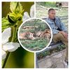 tiko_277