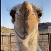 (بخيت العضياني )