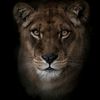 lioness8959