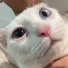 traidepdeokinh