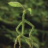 pickettthebowtruckle