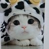 momaimio