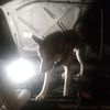 togo.el.husky.barrilero
