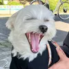 christpertracy