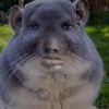 shi.slobber