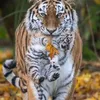 anna_krasn6