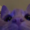 pngg_hngg