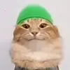 muslimcat_editor