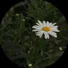 adyan9855