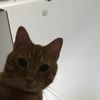 tipnlicker32