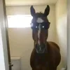 Cavalo_shelby