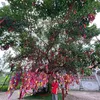 ngoc14_07