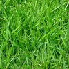 grassforfreejustgoout