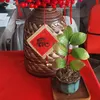 hoa.mai2019