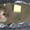 catpatato41010