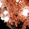 koji22340