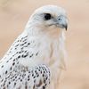 abu_nayef0511