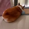 thichmuabien