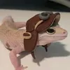 hwangyeon_lizard