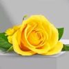 muhammad.faryad4