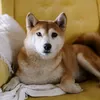 tuyeynguyen5
