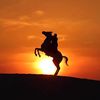 محمد الحربي🐎