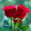 md.manik.mazi