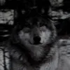 wolfyyxx_