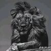 sayed.halal