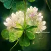 thao.inh4