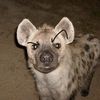 hyena_with_a_cap