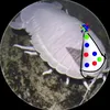 giant_isopod_