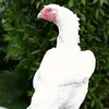 Professionalaseelbirds2