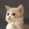nejimehb_227
