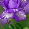 sid_20242