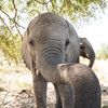 Elephant Havens