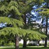 ouazarzakia