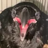 Ragnar the Raven