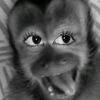 ferrsksjzcxb