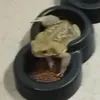 sapadosoaresgabriel00